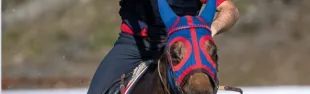 Cavaliere